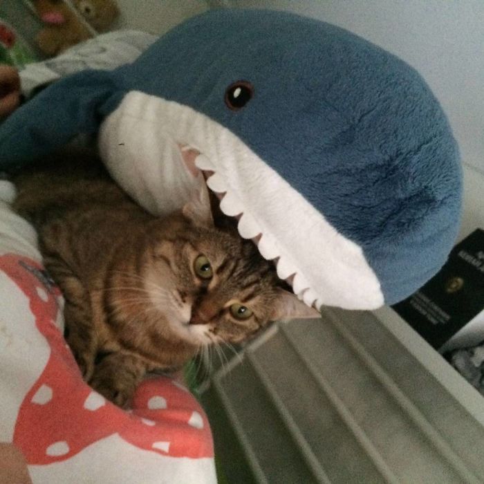 Sphinx recommend best of baby shark