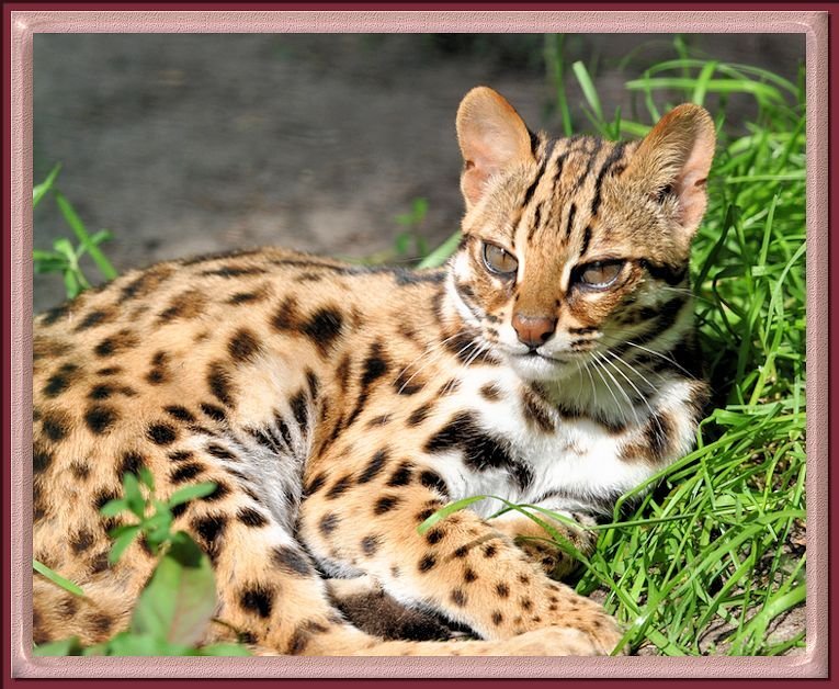 Tic T. reccomend Asian leopard cat information