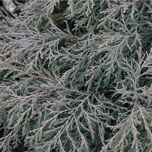 Black L. reccomend Mature andorra juniper winter photo