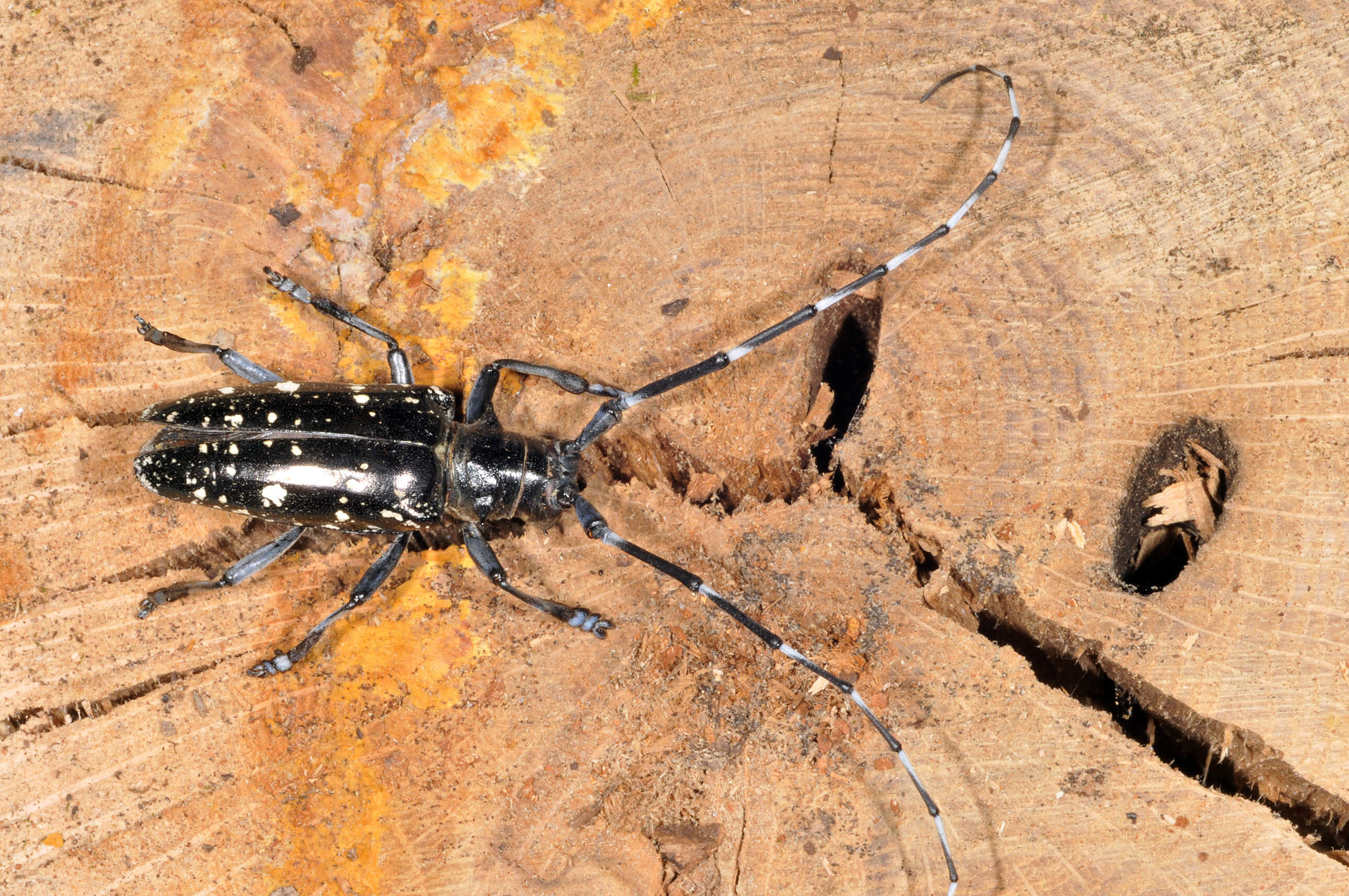 best of Longhorned in Asian china beetle