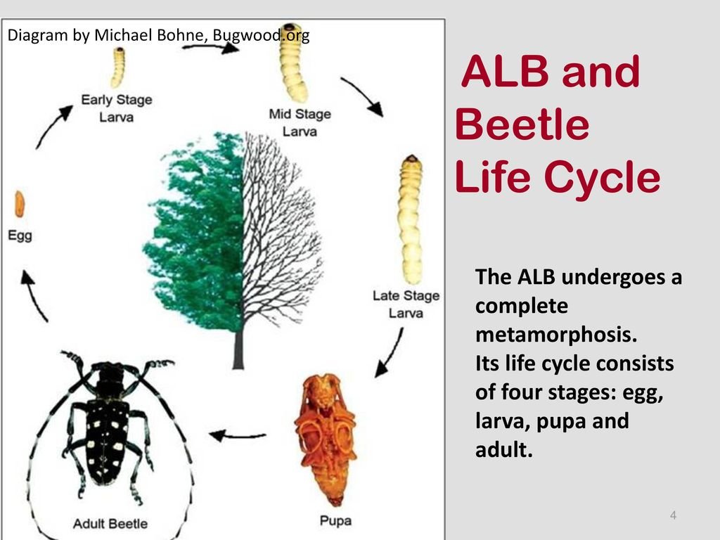 Asian longhorn beetle ny quarantine zone