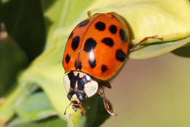 Phantom recomended Asian multicolored lady beetle egg