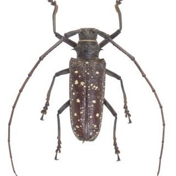 Asian longhorn beetle ny quarantine zone