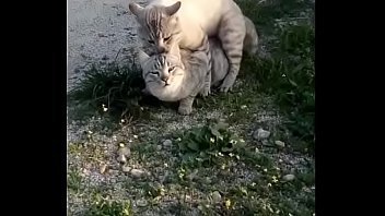 Tetra reccomend Cat having sex with girl orgasm