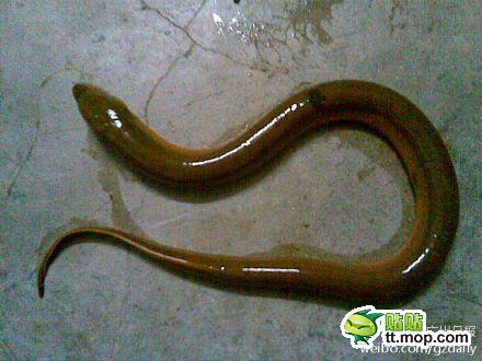 best of Rice eel Asian
