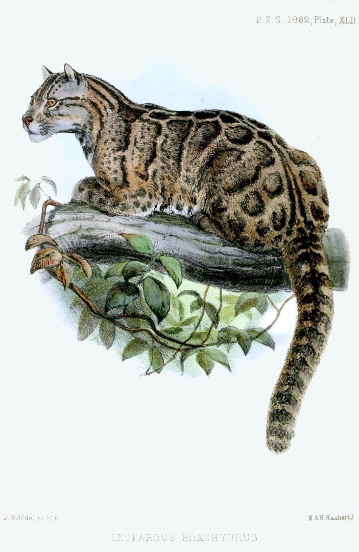 Asian leopard cat information