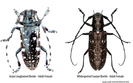 GM reccomend Asian longhorn beetle ny quarantine zone