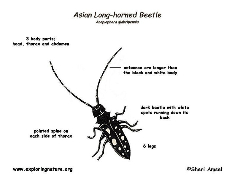 Peanut reccomend Asian longhorn beetle ny quarantine zone