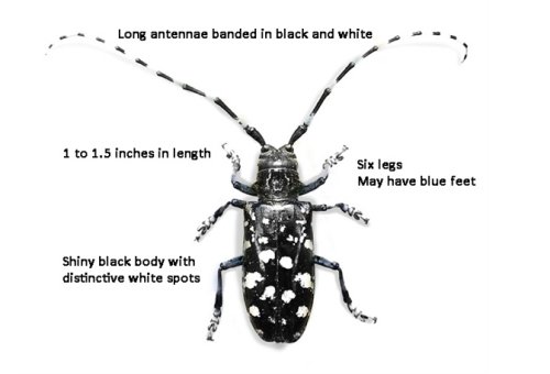 Lights O. reccomend Asian longhorned beetle in china