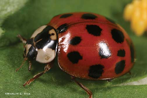 Soda P. reccomend Asian multicolored lady beetle egg