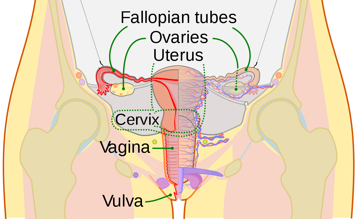 best of Orgasms vaginal extenders Penis deep