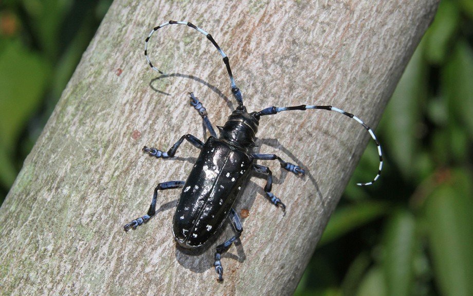 Asian longhorned beetle in china