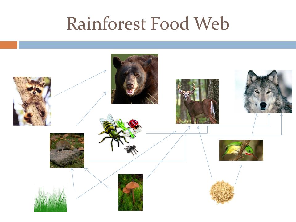 Canine recommendet web asian rainforest southeast Food