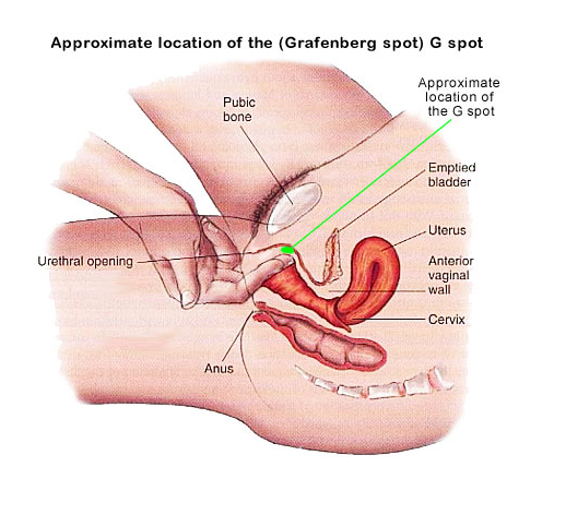 Sexuality orgasm g spot G-Spot Stimulation